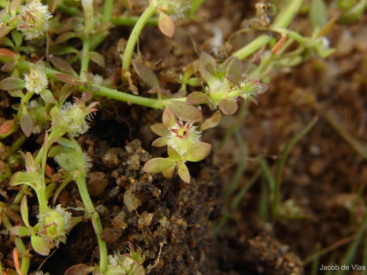 Dentella repens (L.) J.R.Forst. & G.Forst.